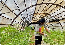 自社農園での栽培